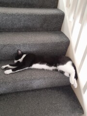 My cat likes to sleep...