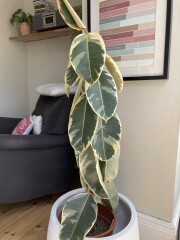 Has my ficus died?
