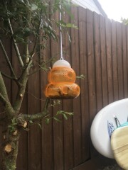 Why suddenly so many wasps?