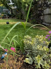 Can anyone use identify this plant? 