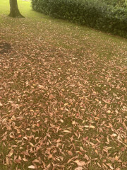 Trees looking autumnal