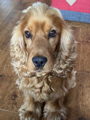 Do different colour cockers really  have different personalities ?