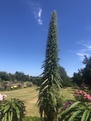 A plant ID please
