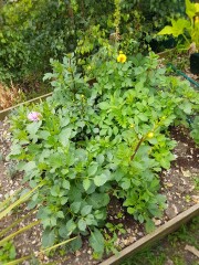 Who’s growing Dahlias this year