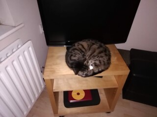 My cat likes to sleep...