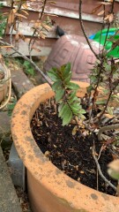 Help with my plant