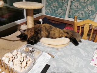 My cat likes to sleep...