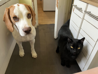 How to introduce a kitten to the household?
