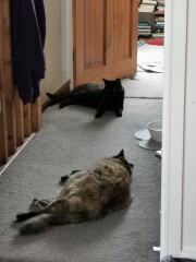 My cat likes to sleep...