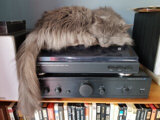 My cat likes to sleep...