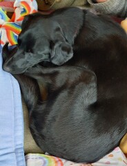 What does your dog do all day?