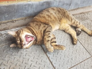 Thug cat part 4.  After all, it's not my Axminster.