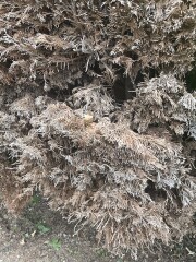 Brown conifer