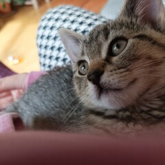 New kittens currently known as One and Two