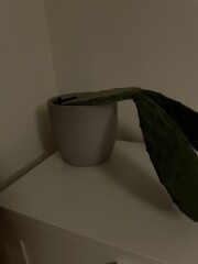 Is my cactus dead or *mostly* dead?