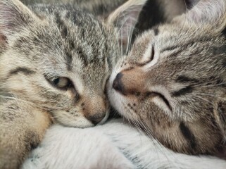 New kittens currently known as One and Two