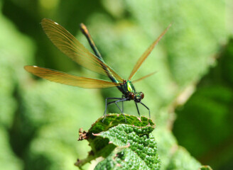 Does anyone else think dragonflies are absolutely disgusting ?