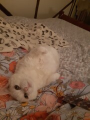 My cat likes to sleep...