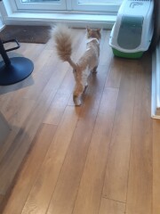 The size of the average male moggie