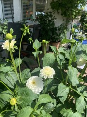 Who’s growing Dahlias this year
