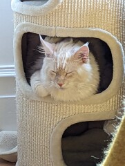 My cat likes to sleep...