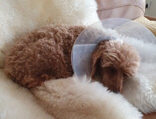 My mini poodle attacked by Bull Mastiff