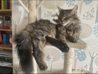 To think Alan could just kill the bloody mouse? 