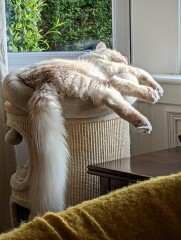 My cat likes to sleep...