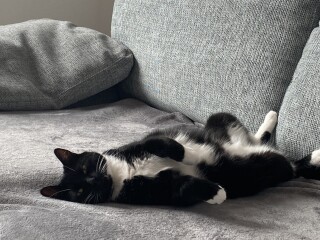 My cat likes to sleep...
