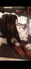Thinking of getting a Dobermann 