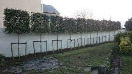 Privacy for open garden