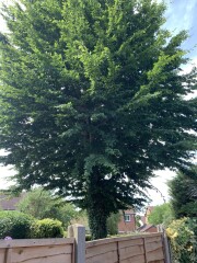 Is this a hornbeam or beech please?
