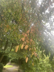 Trees looking autumnal