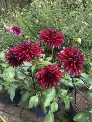 Who’s growing Dahlias this year