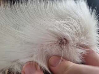 Flea dust or dead tick?