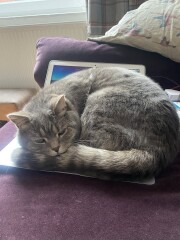 Being oversensitive to my cat?