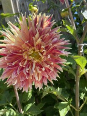 Who’s growing Dahlias this year