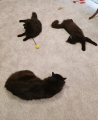 Should I keep my cat inside in this heatwave?