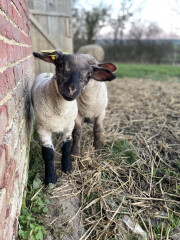 Why do sheep need so much help? 