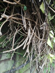 Overgrown clematis - what do I do? 