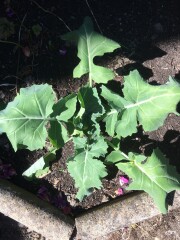 Plant I.D please