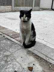 Worried about stray cat