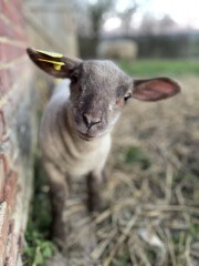 Why do sheep need so much help? 