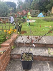 Bargain trees - but can they be saved?!