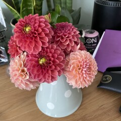 Who’s growing Dahlias this year