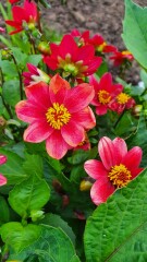 Who’s growing Dahlias this year