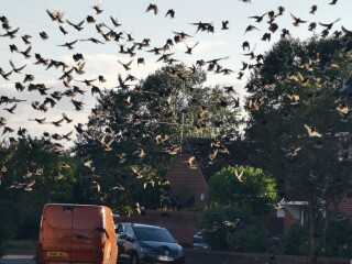 Any Witches Here? Part 16