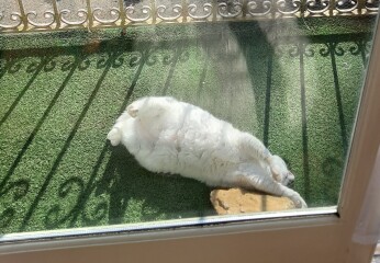 My cat likes to sleep...