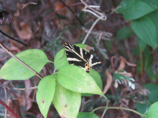 Jersey tiger moth