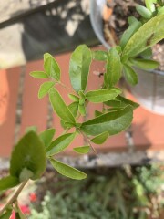 Please help me identify this - random cutting I took!